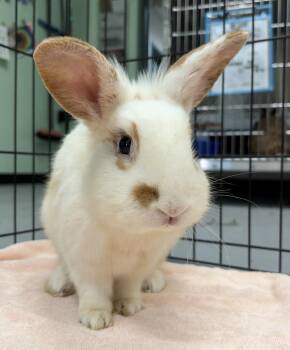 Waffle -  American Rabbit for Adoption in Oakland, California - Waffle | PetCurious