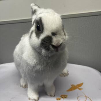 American and Rabbit Domesticmix Rabbits Available for Adoption - Gary | PetCurious