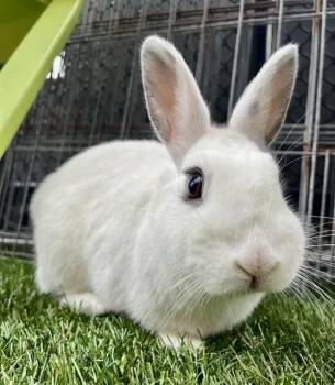 Rescue Bunny Rabbit Rabbits for Adoption in San Francisco, California - LEMON | PetCurious