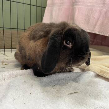 Bugsy -  Mini Lop Rabbit for Adoption in Bedford, New Hampshire - Bugsy | PetCurious
