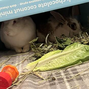 Rescue English Spot and Himalayan Rabbits for Adoption in Huntsville, Alabama - Ruthie & Bruce (bonded Pair) | PetCurious