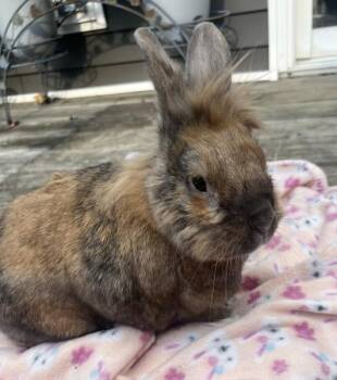 Rescue Lionhead Rabbits for Adoption in Kalamazoo, Michigan - Rocket | PetCurious