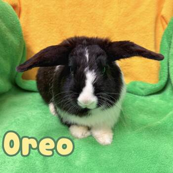 Dutch and Mini Lop Rabbits Available for Adoption in Roseville, California - Oreo | PetCurious