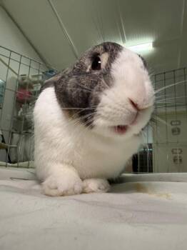 Hagelslag -  Dutch Rabbit for Adoption in Pflugerville, Texas - Hagelslag | PetCurious