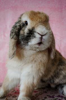 Marshall -  American Fuzzy Lop Rabbit for Adoption in Long Beach, California - Marshall | PetCurious