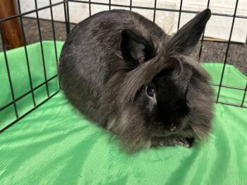 Downy -  Lionhead Rabbit for Adoption in Westerville, Ohio - Downy | PetCurious
