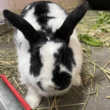 Checkered Giant and Bunny Rabbit Rabbits Available for Adoption in Owosso, Michigan - Poppy | PetCurious