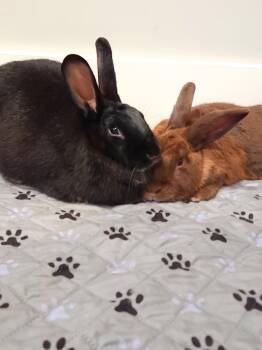Brian & Brittany -  Flemish Giant and American Rabbit for Adoption in Bishopville, South Carolina - Brian & Brittany | PetCurious
