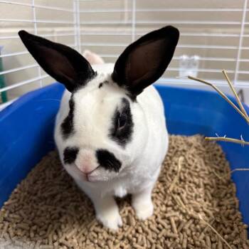 Domino -  English Spot Rabbit for Adoption in Council Bluffs, Iowa - Domino | PetCurious