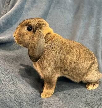 Holland Lop Rabbits Available for Adoption in Saint Charles, Missouri - Patty | PetCurious