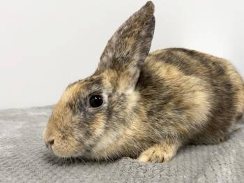 Raisinet -  Harlequin Rabbit for Adoption in Westford, Massachusetts - Raisinet | PetCurious