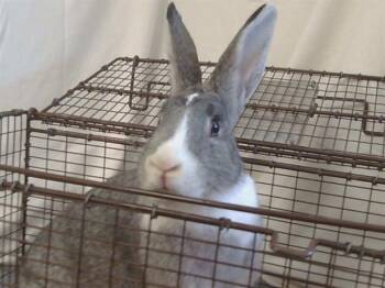 Bunny Rabbit Rabbits Available for Adoption - CHICORY | PetCurious