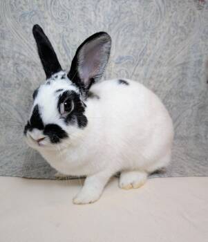 Sashay -  English Spot Rabbit for Adoption in Lake Elsinore, California - Sashay | PetCurious