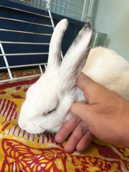 Taylor -  Dwarf Rabbit for Adoption in Westford, Massachusetts - Taylor | PetCurious