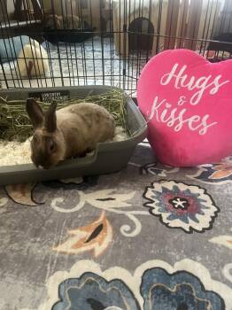 Bunny Rabbit Rabbits Available for Adoption - Cupid | PetCurious