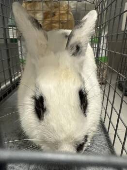 VANILLA BEAN -  Bunny Rabbit Rabbit for Adoption in Las Vegas, Nevada - VANILLA BEAN | PetCurious