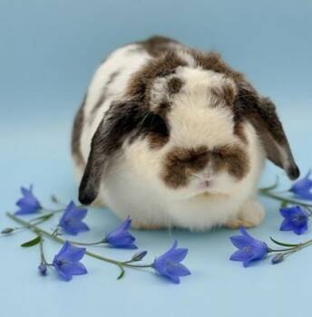 Mini Lop and Lop Eared Rabbits Available for Adoption in Bedford Hills, New York - Boo  Is Simply The Sweetest Bun Around!  Only 5 Lbs!  VIDEO! | PetCurious
