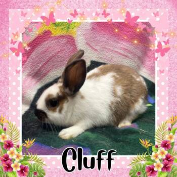 Bunny Rabbit Rabbits Available for Adoption in Elizabethtown, Kentucky - Cluff | PetCurious