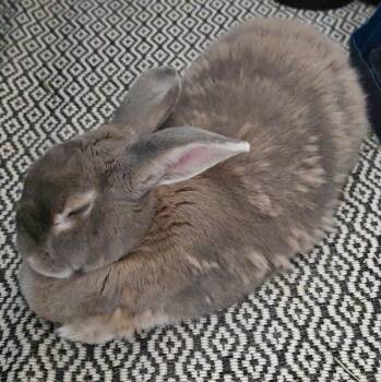 Tanner -  American Rabbit for Adoption in Tampa, Florida - Tanner | PetCurious