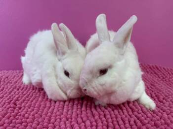 Anya and Bianca -  New Zealand Rabbit for Adoption in Saint Charles, Missouri - Anya And Bianca | PetCurious