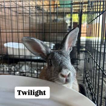 Rescue American Rabbits for Adoption in Tampa, Florida - Twilight | PetCurious