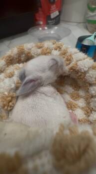 Zaire -  Bunny Rabbit Rabbit for Adoption in Santa Cruz, California - Zaire | PetCurious