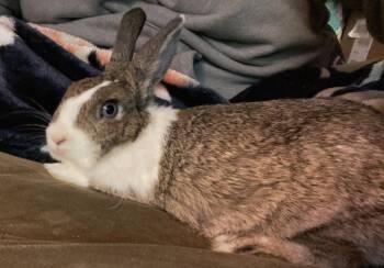 Graciela -  Dutch Rabbit for Adoption in Kalamazoo, Michigan - Graciela | PetCurious