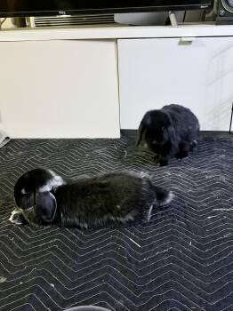 Holland Lop Rabbits Available for Adoption in Los Angeles, California - Georgina & Mr. Darcy | PetCurious