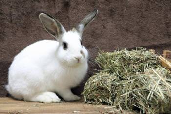Everglade -  English Spot Rabbit for Adoption in Lakeville, Minnesota - Everglade | PetCurious