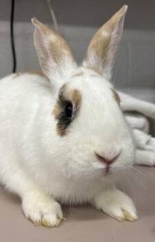 Bunny Rabbit Rabbits Available for Adoption - Pocketfull | PetCurious