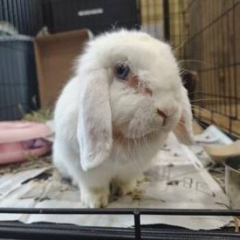 Mini Lop Rabbits Available for Adoption in Philadelphia, Pennsylvania - Luna | PetCurious