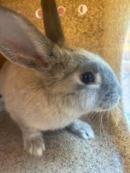 Bunny Rabbit Rabbits Available for Adoption in Rancho Cucamonga, California - A779023 | PetCurious