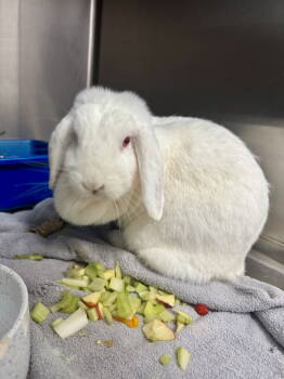 Rescue Lop Eared Rabbits for Adoption in Ponchatoula, Louisiana - Claudette | PetCurious