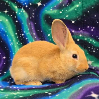 Butterfly Pea -  American and Palomino Rabbit for Adoption in Evansville, Indiana - Butterfly Pea | PetCurious