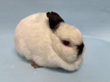 Bonbon -  Netherland Dwarf Rabbit for Adoption in Woodbury, Minnesota - Bonbon | PetCurious