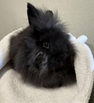 Lionhead Rabbits Available for Adoption in Roseville, California - Uncle Ben | PetCurious