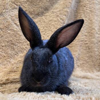 Rescue New Zealand and American Rabbits for Adoption in Oak Park, Illinois - Lilian | PetCurious
