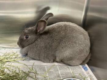 American Rabbits Available for Adoption in Boston, Massachusetts - CHESTNUT | PetCurious