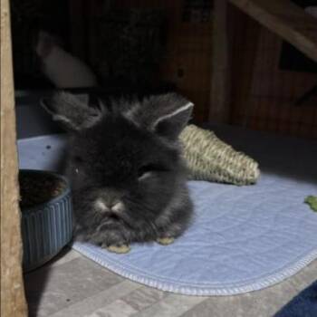 Lightening McQueen -  Lionhead Rabbit for Adoption in Kalamazoo, Michigan - Lightening McQueen | PetCurious
