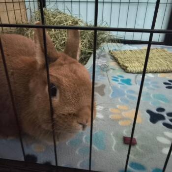 Kylie -  Netherland Dwarf and Bunny Rabbit Rabbit for Adoption in Warwick, Rhode Island - Kylie | PetCurious