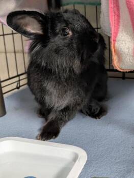 Rescue Bunny Rabbit Rabbits for Adoption in Montreal, Quebec - Froufroune | PetCurious