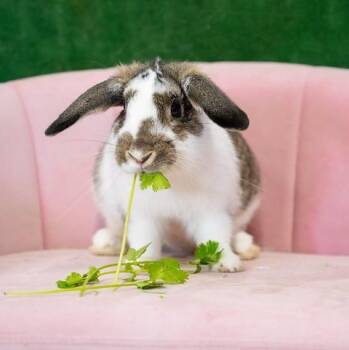 Mr Coffee -  Mini Lop Rabbit Available for Adoption in Chicago, Illinois - Mr Coffee | PetCurious