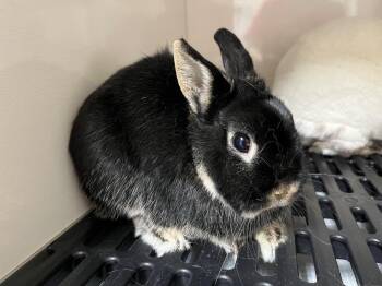 Dwarf Rabbits Available for Adoption in Pflugerville, Texas - Pizzazz | PetCurious