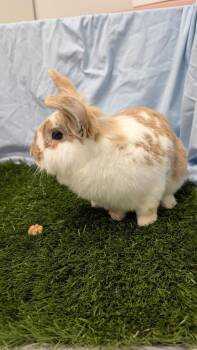 Jack Jack -  American Rabbit for Adoption in Pflugerville, Texas - Jack Jack | PetCurious