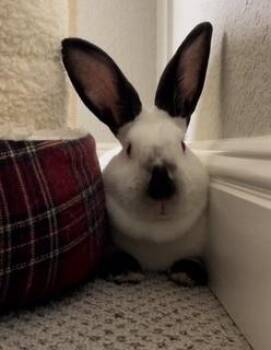 Rescue Californian Rabbits for Adoption in Folsom, California - Peaches | PetCurious