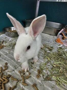 Rescue American Rabbits for Adoption in Kodiak, Alaska - Bunfetti | PetCurious