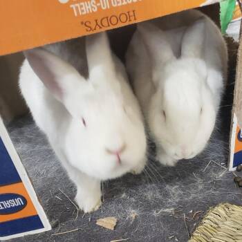 New Zealand and Rabbit Domesticmix Rabbits Available for Adoption in Erie, Colorado - Schroeder With Sally | PetCurious