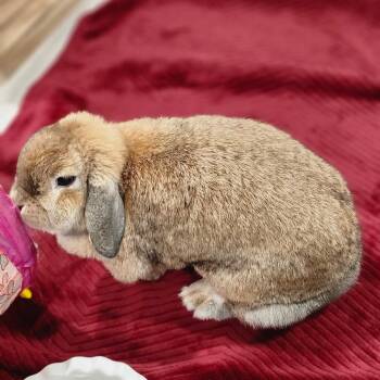 Holland Lop Rabbits Available for Adoption in Baltimore, Maryland - Sophie | PetCurious