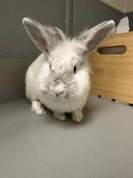 WILLIAM THE WIZARD -  Bunny Rabbit Rabbit for Adoption in Las Vegas, Nevada - WILLIAM THE WIZARD | PetCurious