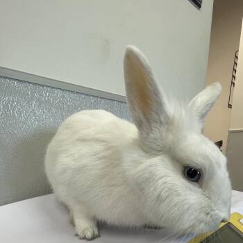 American Rabbits Available for Adoption - Omlet | PetCurious